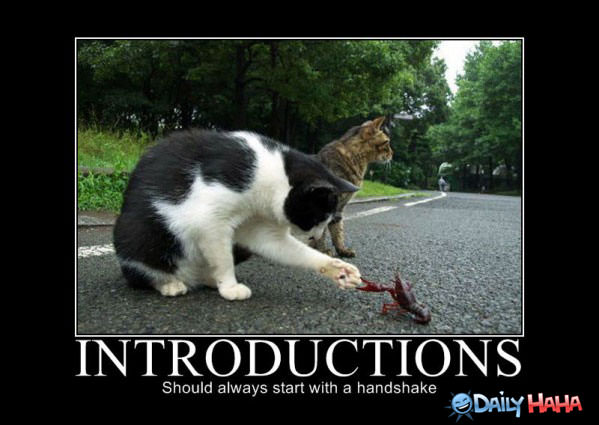 Introductions funny pictures