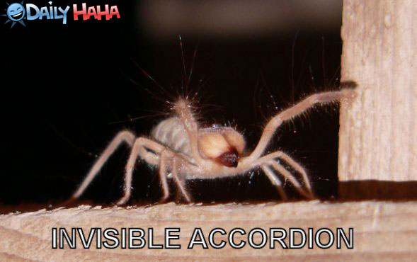 Invisible Accordian Spider