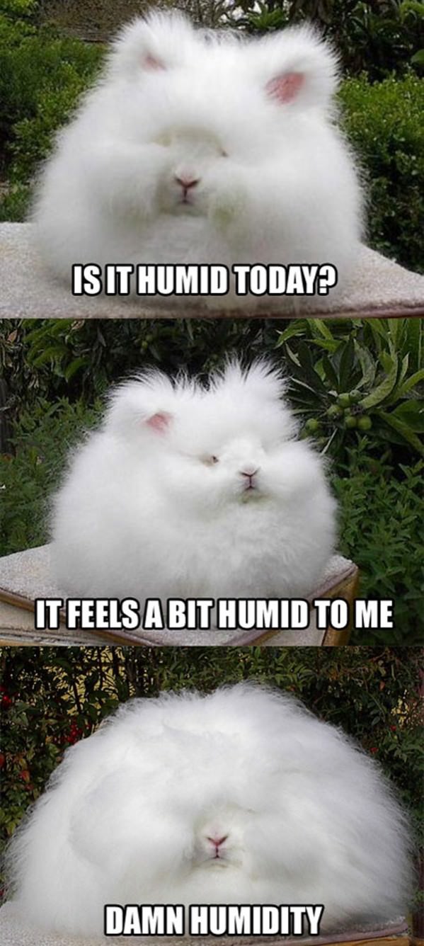 It Is A Tad Humid funny picture