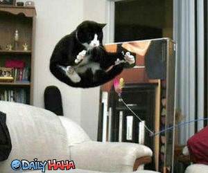 Jumping attack cat