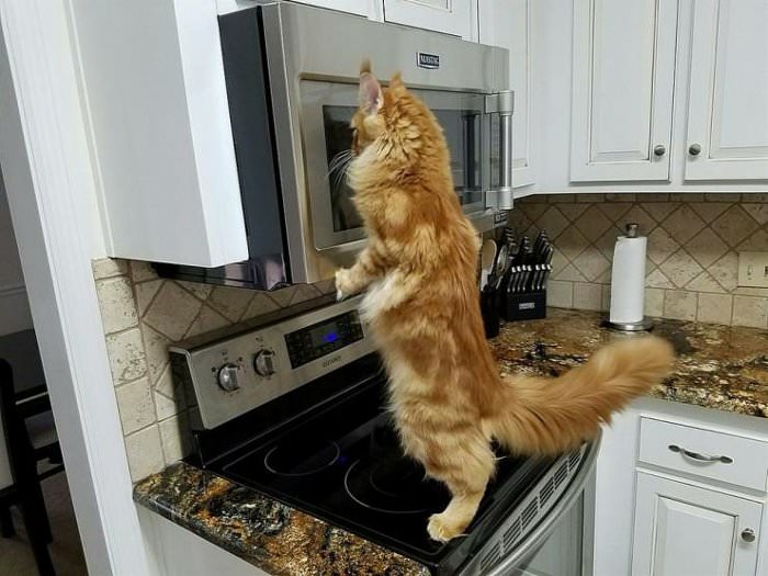 just watching the microwave