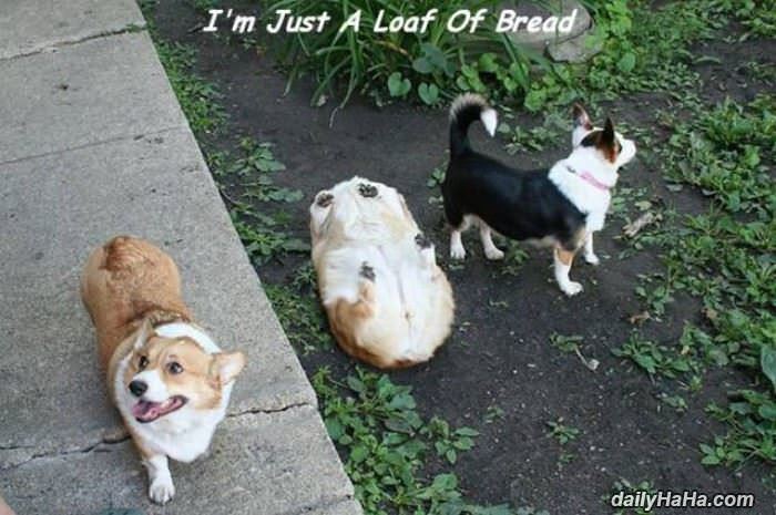 just a loaf funny picture