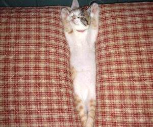 Cat stretching.