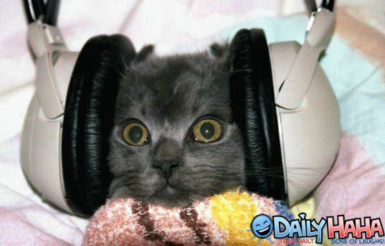 Headphones Cat
