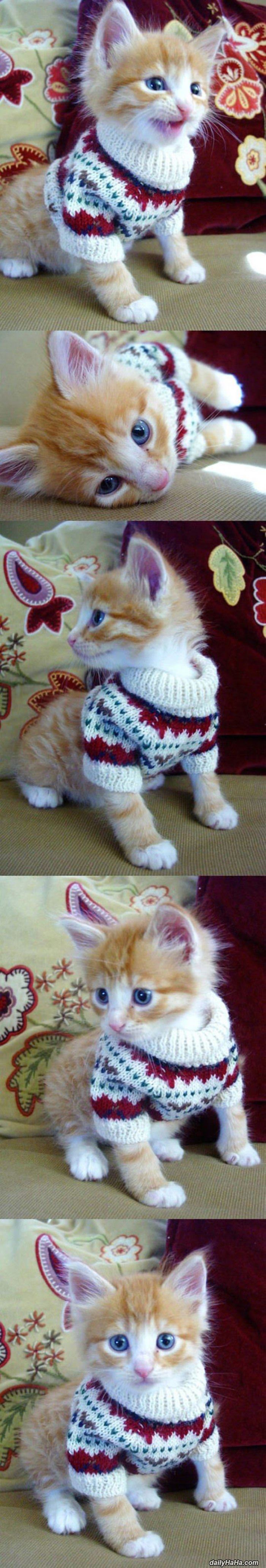 kitten sweater funny picture