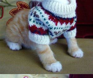 kitten sweater funny picture