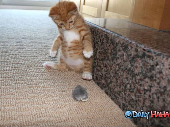 kitten vs. Mouse