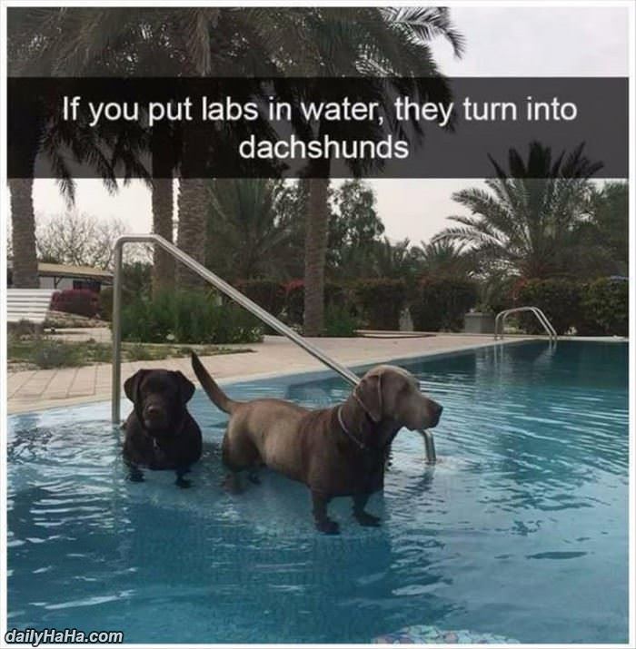 labs in water funny picture
