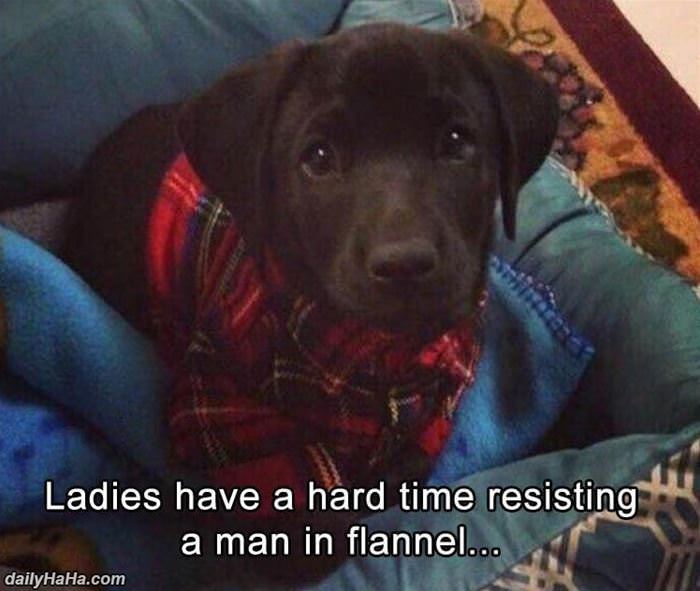 ladies have a hard time resisting funny picture