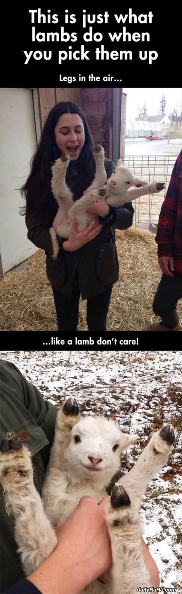 lambs funny picture