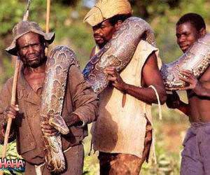 Giant Snake Charmers