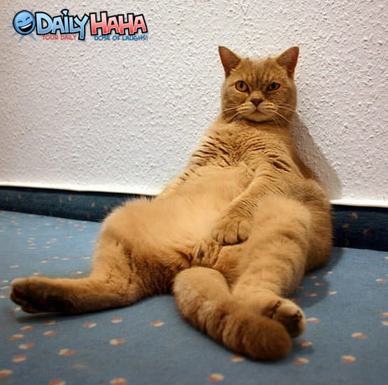 Lazy Cat Chilling Out Lazy Cat Chilling Out