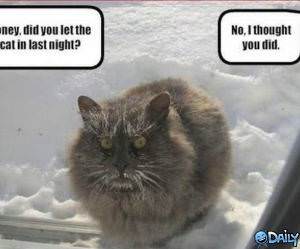 Cold Cat funny picture