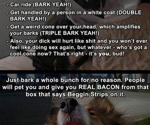 life hacks for dogs funny picture