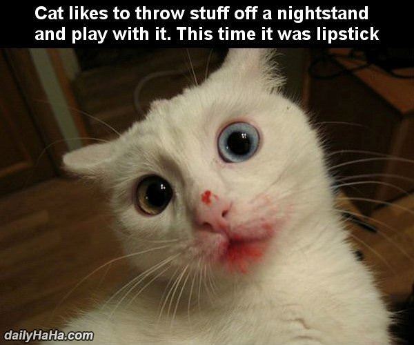Lipstick Cat