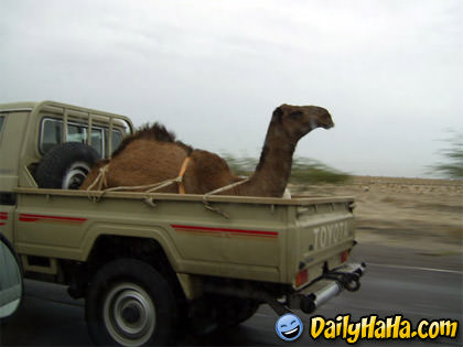 This is the new way to transport camels!