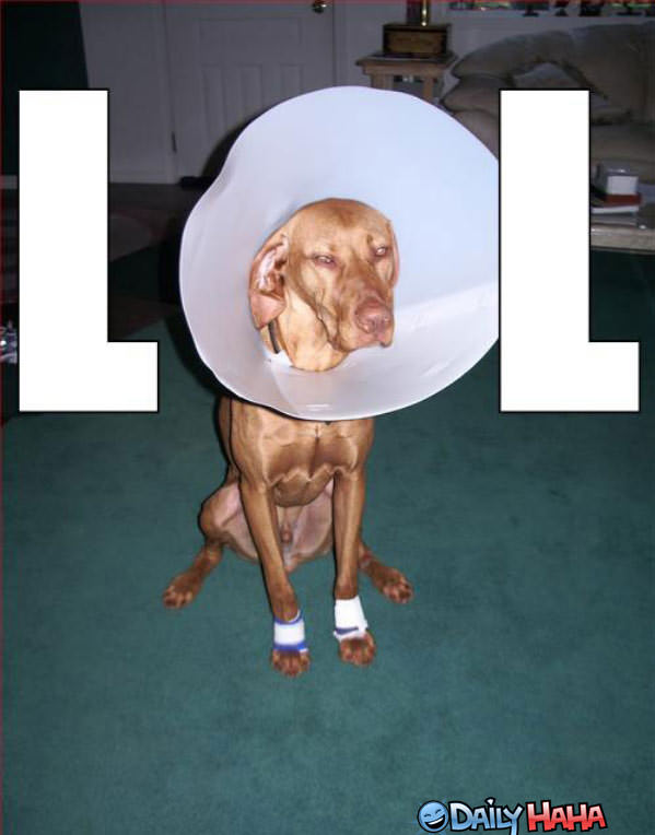 LOL dog Cone Pic