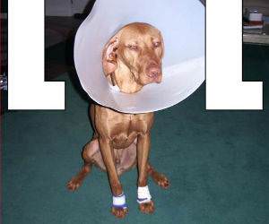 LOL dog Cone Pic