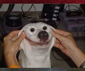 lots of smiling dogs funny picture