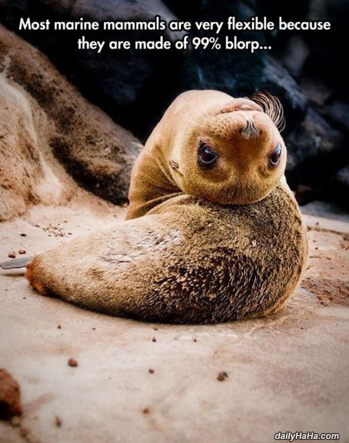 marine animals are flexible funny picture