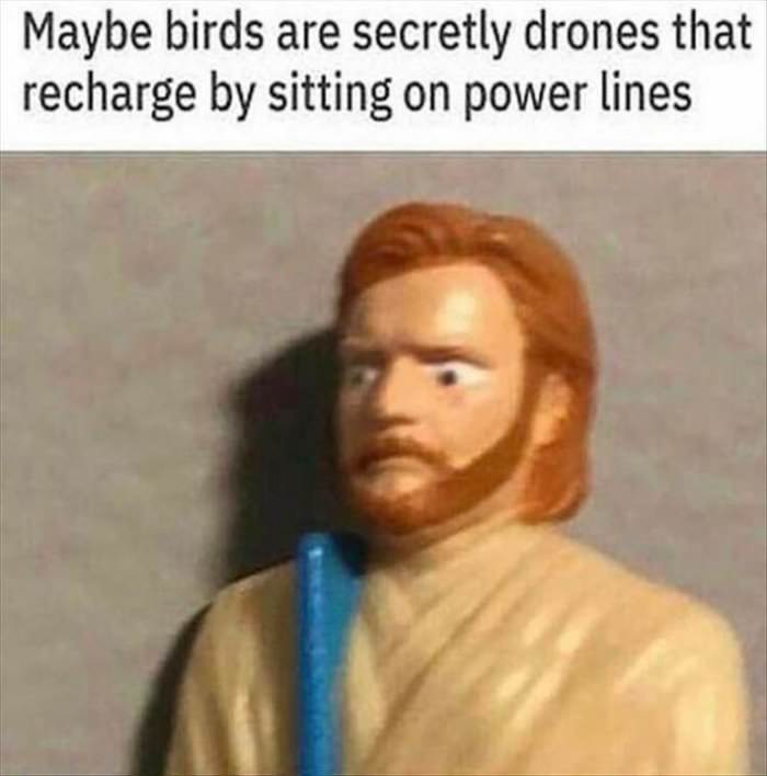 maybe birds