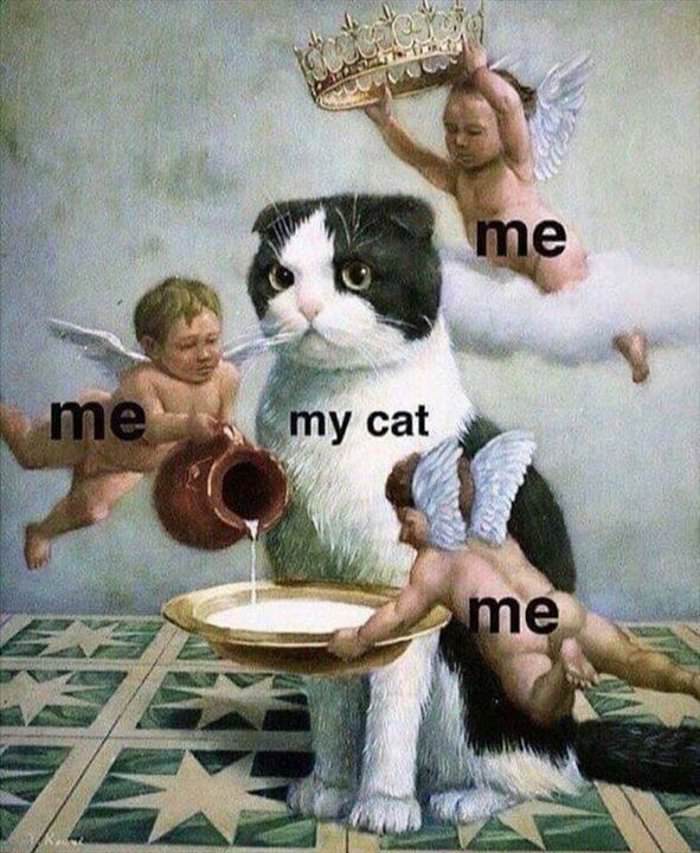 me and my cat how it feels