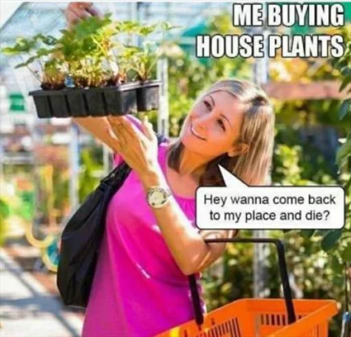 me buying house plants