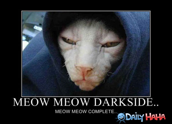 Meow Meow funny picture