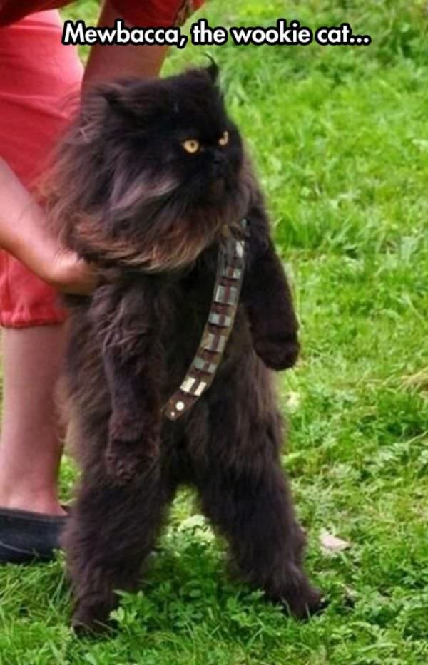 Mewbacca funny picture