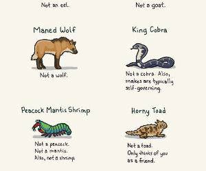 Animal Names funny picture