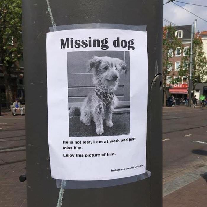 missing dog
