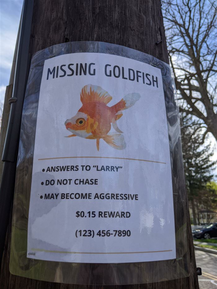 missing goldfish