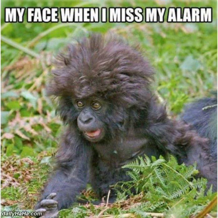 missing my alarm funny picture