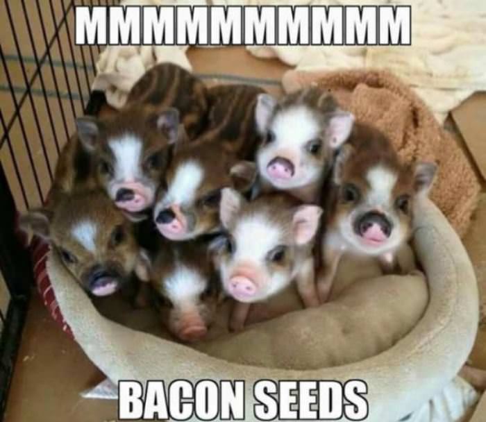 mmmmmm bacon seeds funny picture