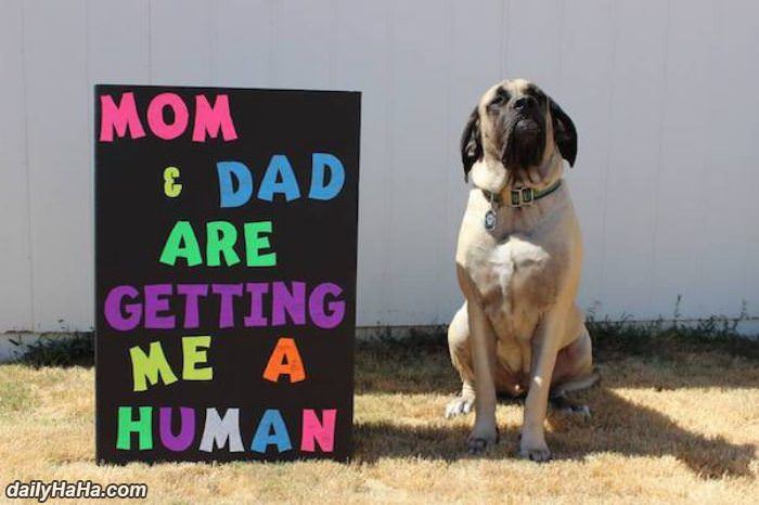 mom and dad are getting me a human funny picture