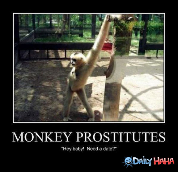 Monkey Prostitute funny picture