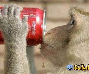 Monkey Drinking Coke