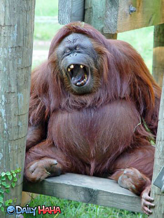 Monkey Laughing