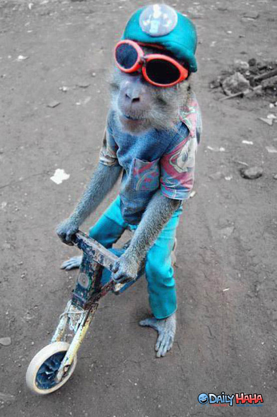 monkey_riding_bike.jpg