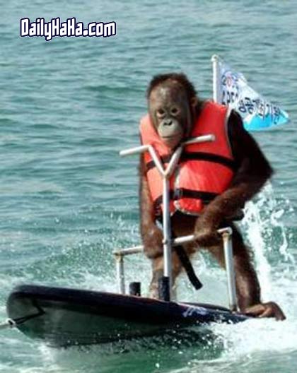Monkey Surfing