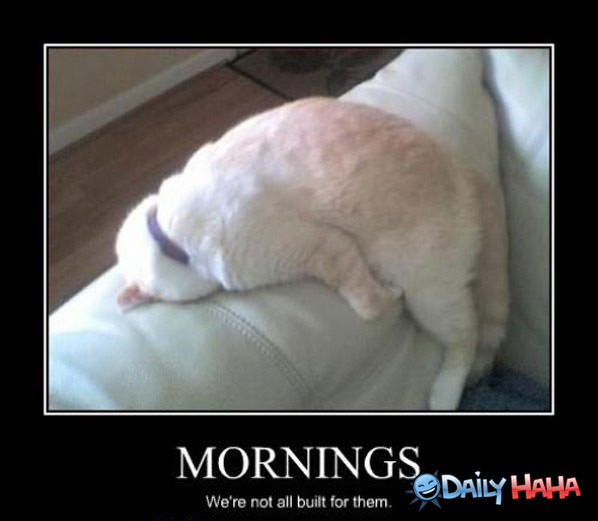 Mornings funny picture