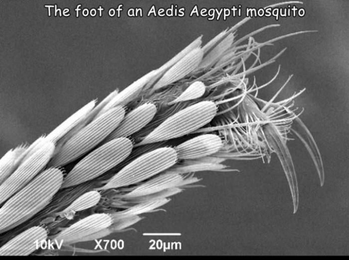 mosquito foot