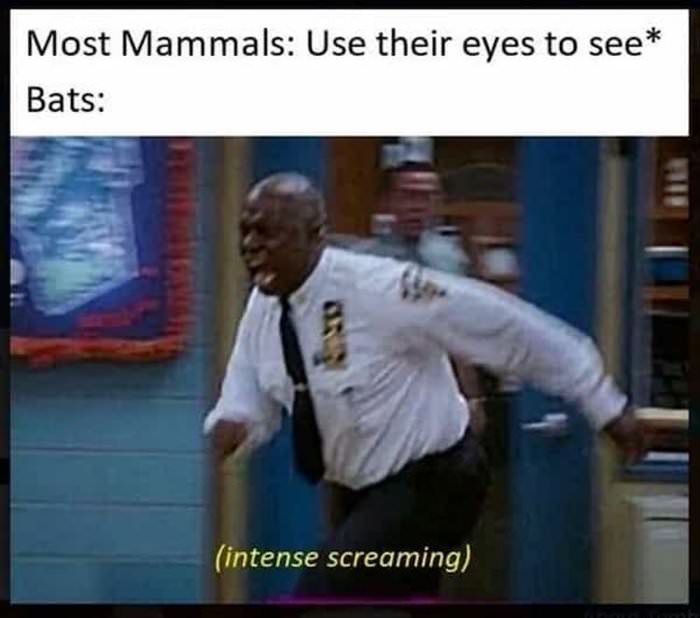 most mammals