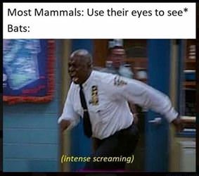 most mammals