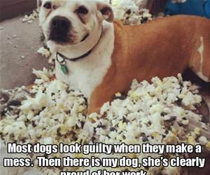 most dogs look guilty funny picture