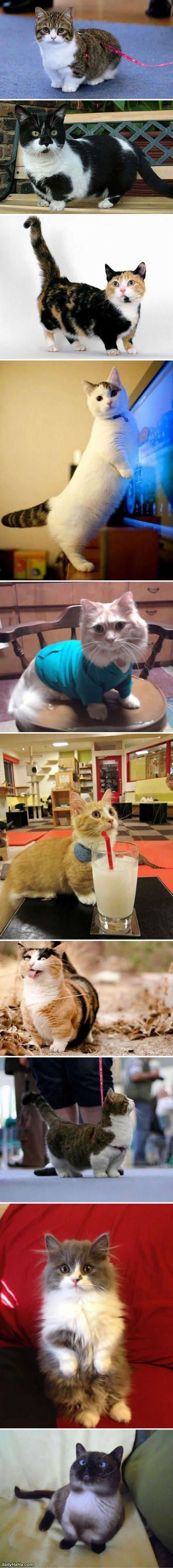 munchkin cats funny picture