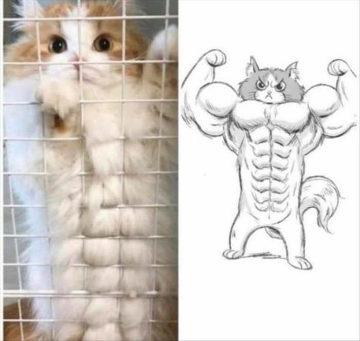 muscle cat