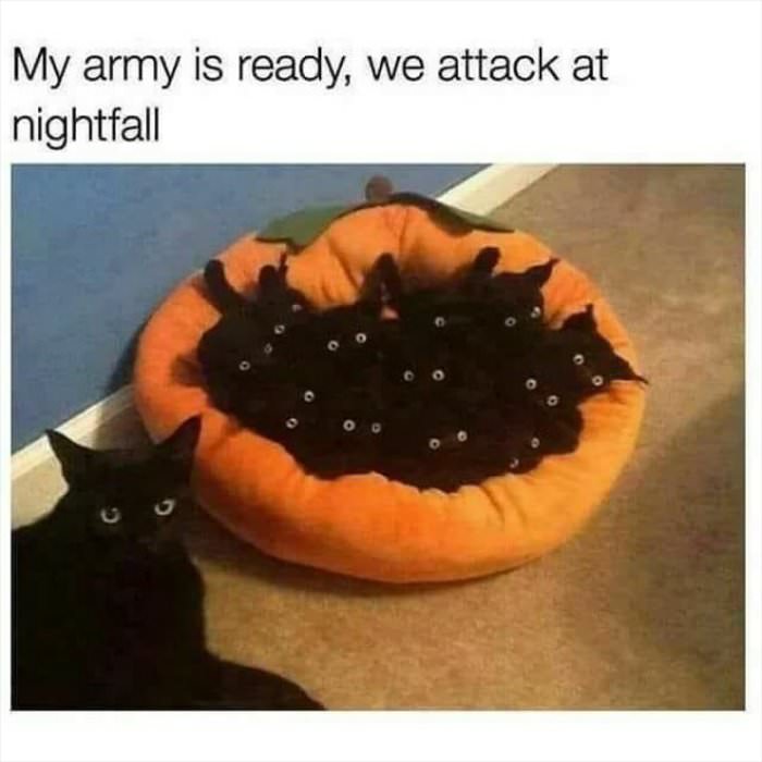 my army is ready ... 2