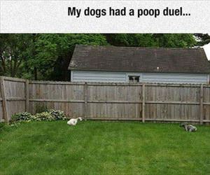my dogs had a poop duel
