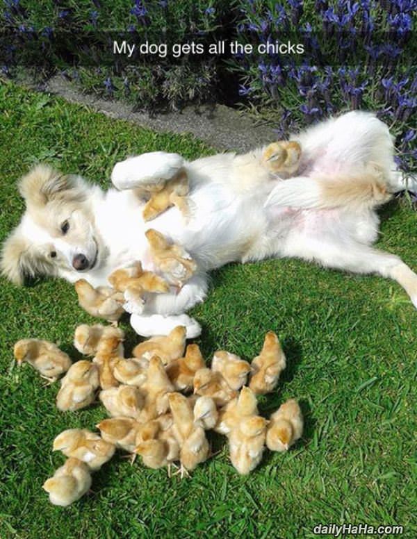 my dog gets all the chicks funny picture